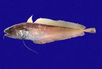 Charcoal mora (Physiculus nematopus)