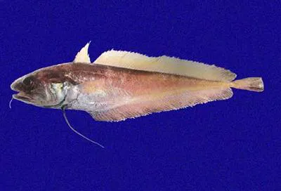 Charcoal mora (Physiculus nematopus)