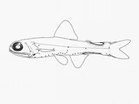 Chaves' lanternfish (Lampadena chavesi)