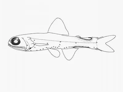 Chaves' lanternfish (Lampadena chavesi)