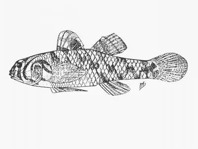 Checked goby (Redigobius dewaali)