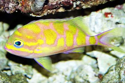 Checked swallowtail (Odontanthias borbonius)