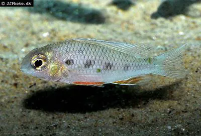 Checkerboard cichlid (Crenicara punctulatum)