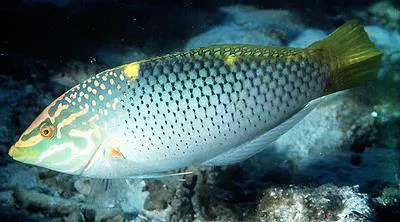 Checkerboard wrasse (Halichoeres hortulanus)