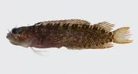 Checkered blenny (Starksia ocellata)