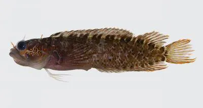 Checkered blenny (Starksia ocellata)