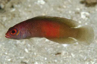 Checkered dottyback (Cypho zaps)