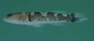 Checkered goby (Gobiopsis canalis)