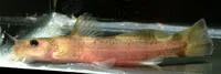 Checkered madtom (Noturus flavater)