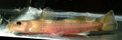 Checkered madtom (Noturus flavater)