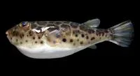 Checkered puffer (Sphoeroides testudineus)
