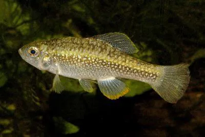 Checkered pupfish (Cualac tessellatus)