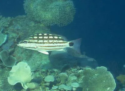 Checkered snapper (Lutjanus decussatus)