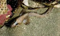 Checkered wolf eel (Lycenchelys kolthoffi)