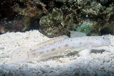 Cheek-streaked goby (Echinogobius hayashii)