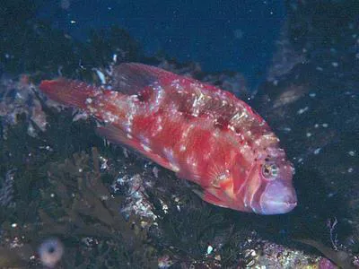 Cheekbar wrasse (Pteragogus taeniops)