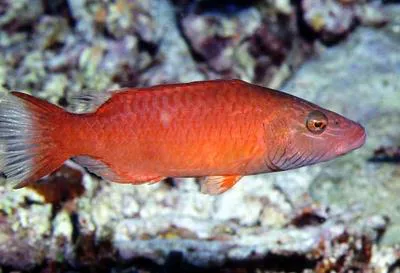 Cheeklined wrasse (Oxycheilinus digramma)