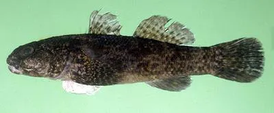 Cheekscaled frill-goby (Bathygobius cotticeps)