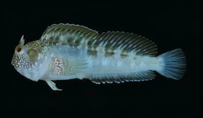 Cheekspot blenny (Parablennius opercularis)