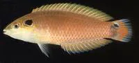 Cheekspot wrasse (Halichoeres melasmapomus)