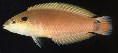 Cheekspot wrasse (Halichoeres melasmapomus)