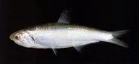 Chefoo thryssa (Thryssa chefuensis)