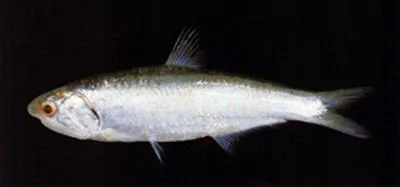 Chefoo thryssa (Thryssa chefuensis)