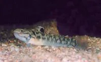 Chequered mangrove goby (Mugilogobius mertoni)