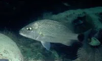 Chere-chere grunt (Haemulon steindachneri)