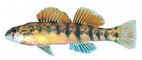 Cherokee darter (Etheostoma scotti)