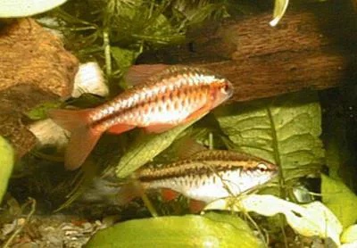 Cherry barb (Puntius titteya)