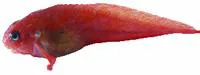 Cherry snailfish (Allocareproctus jordani)