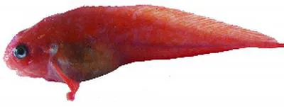 Cherry snailfish (Allocareproctus jordani)