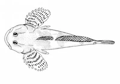Cherskii's sculpin (Cottus czerskii)