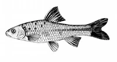 Cherskii's thicklip gudgeon (Sarcocheilichthys czerskii)