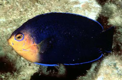 Cherubfish (Centropyge argi)