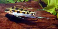 Chessboard cichlid (Dicrossus filamentosus)