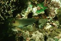 Chestnut eyelash-blenny (Cirripectes castaneus)