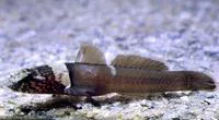 Chestnut goby (Chromogobius quadrivittatus)