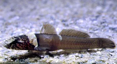 Chestnut goby (Chromogobius quadrivittatus)