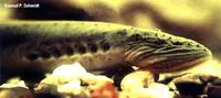 Chestnut lamprey (Ichthyomyzon castaneus)