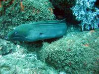 Chestnut moray (Gymnothorax castaneus)