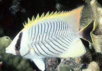 Chevron butterflyfish (Chaetodon trifascialis)