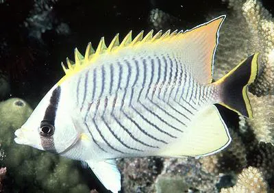 Chevron butterflyfish (Chaetodon trifascialis)