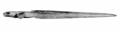Chevron scutepout (Lycodonus mirabilis)