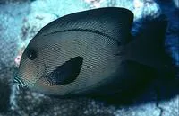 Chevron tang (Ctenochaetus hawaiiensis)