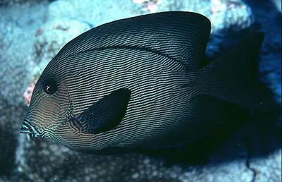 Chevron tang (Ctenochaetus hawaiiensis)