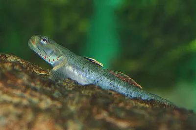 Chiangmai stream goby (Rhinogobius chiengmaiensis)