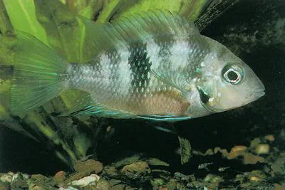 Chiapas cichlid (Thorichthys socolofi)
