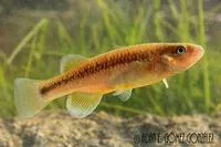 Chiapas killifish (Profundulus hildebrandi)